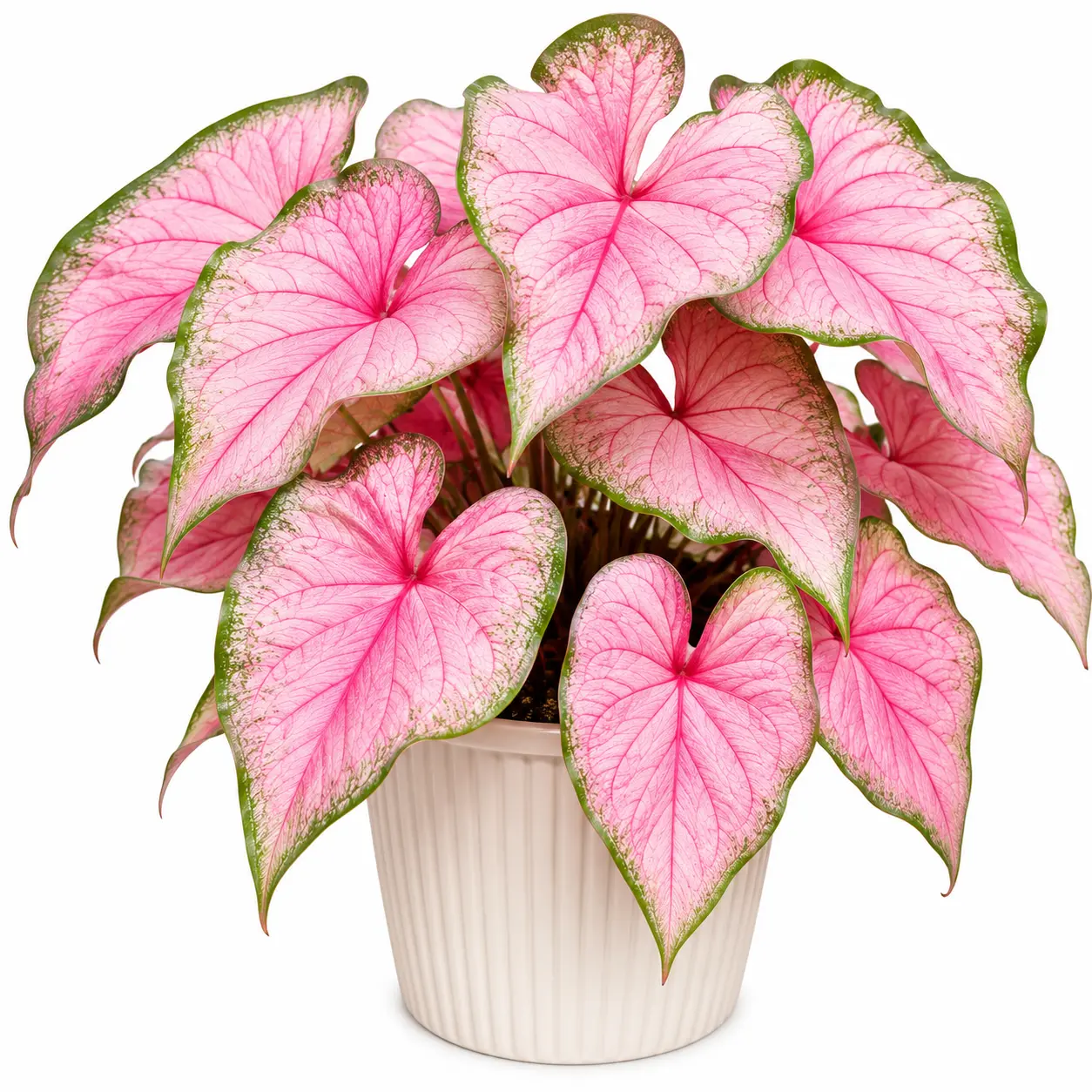 Pinky Swear Caladium Bulbs for Planting – Pink, White & Green Heart-Shaped Foliage – Colorful Tropical Plants for Pots & Gardens