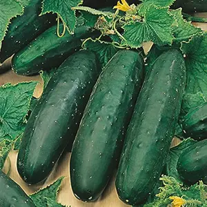 Marketmore 76 Cucumber Seeds NON-GMO Heirloom Dark Green Smooth 8-9 Inches Sweet & Tender 67 Days Maturation Full Sun Required