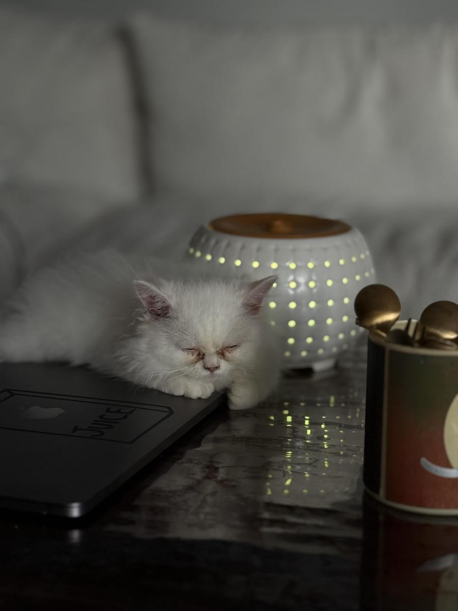 Item: Enchanted Rouge