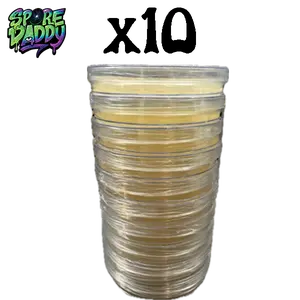 Agar plates ready to use for mycology | 10 pack