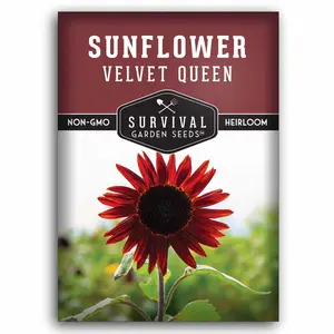 Velvet Queen Sunflower Seeds for Beautiful Garden Flowers
