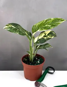 Monstera Lechleriana Variegated Monstera Lechleriana Variegated