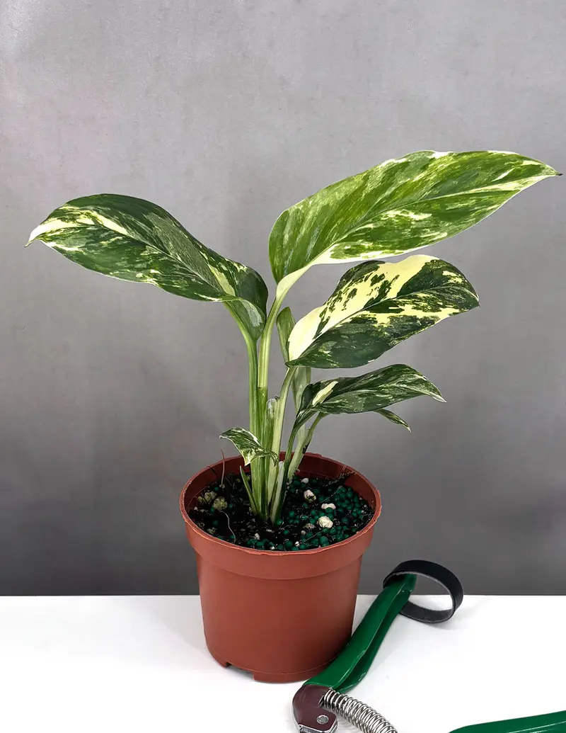 philodendron imperial golden Philodendron Golden Melinoni – Orchid-Tree