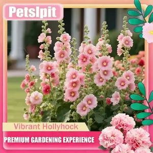 100PCS+ Mixed Seeds – Colorful Tall Blooms, Heirloom & Non-GMO, Perfect for Fences, Borders & Cottage Gardens