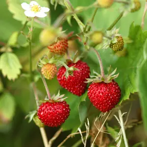 Regina Wild Strawberry Seeds Organic (Fragaria vesca) Delicious, aromatic alpine strawberries that produce small, deep red fruits with rich flavor.