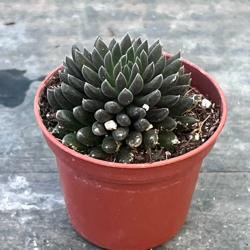 succulent watch chain Watch Chain Succulent main image 0
