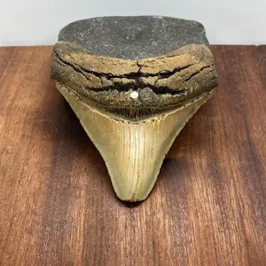 Megalodon Shark Tooth - Real Fossil