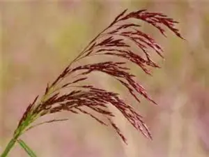 Purpletop Tridens Grass Greasegrass Tall Redtop Seeds 4 Pack x 2000 Seeds Quick Growing Nutrient-Rich Home Garden