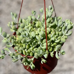 6” cotyledon hanging bedroom Sculpture