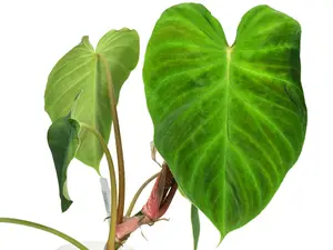 Philodendron verrucosum form melon
