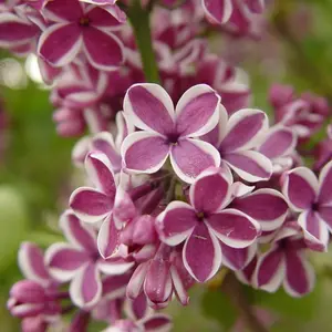 Sensation Lilac