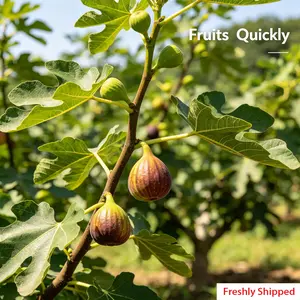 High-yielding fig tree, novice-friendly, potted garden