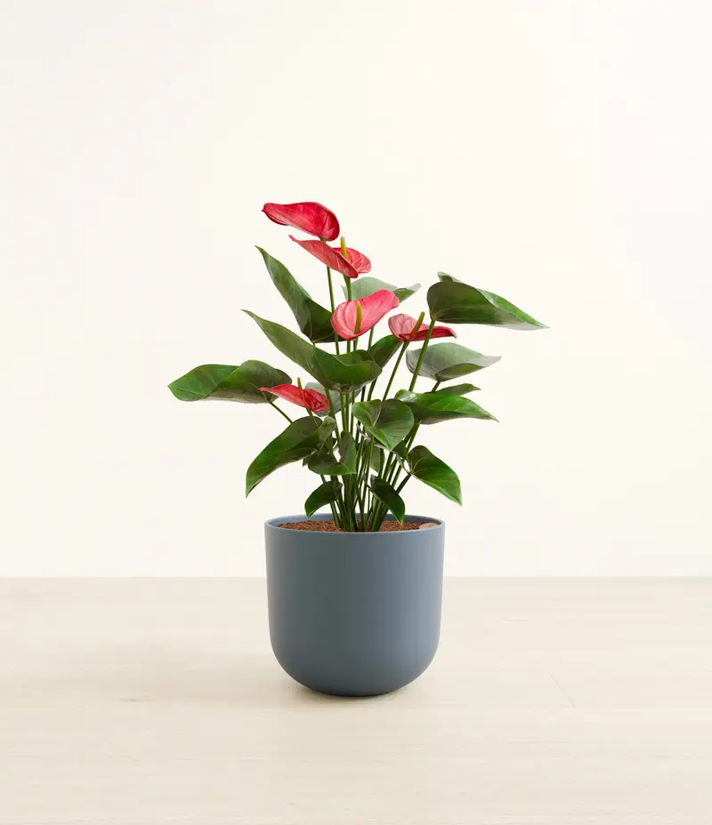 indoor house plants ferns Boston Fern Plants Nephrolepis exaltata