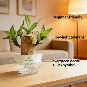 Brazilian Lucky Wood Live Plant with Nutrient Solution - U.S. Grown Palo de Brasil, Lucky Gift for New Home/Graduation, Low-Care Indoor Desktop Ornament