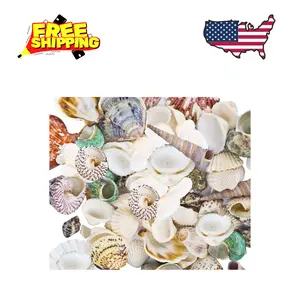 80~85 pcs Sea Shells Beach Theme Party Decorations