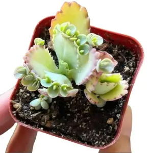 Live Mother of Thousands Plant - Kalanchoe Succulent - 2 Inch Pot