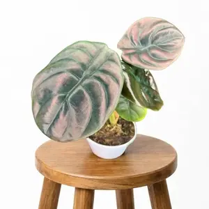 4” Alocasia Cuprea Red Secret, Live Houseplant, Indoor Plant