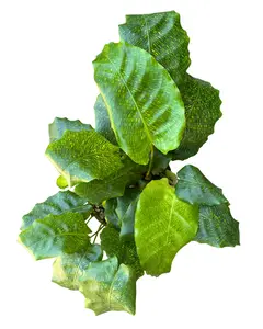 6" Calathea Musaica – Calathea Network – Live Plant