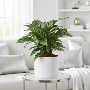 Calathea Concinna 'Freddie'