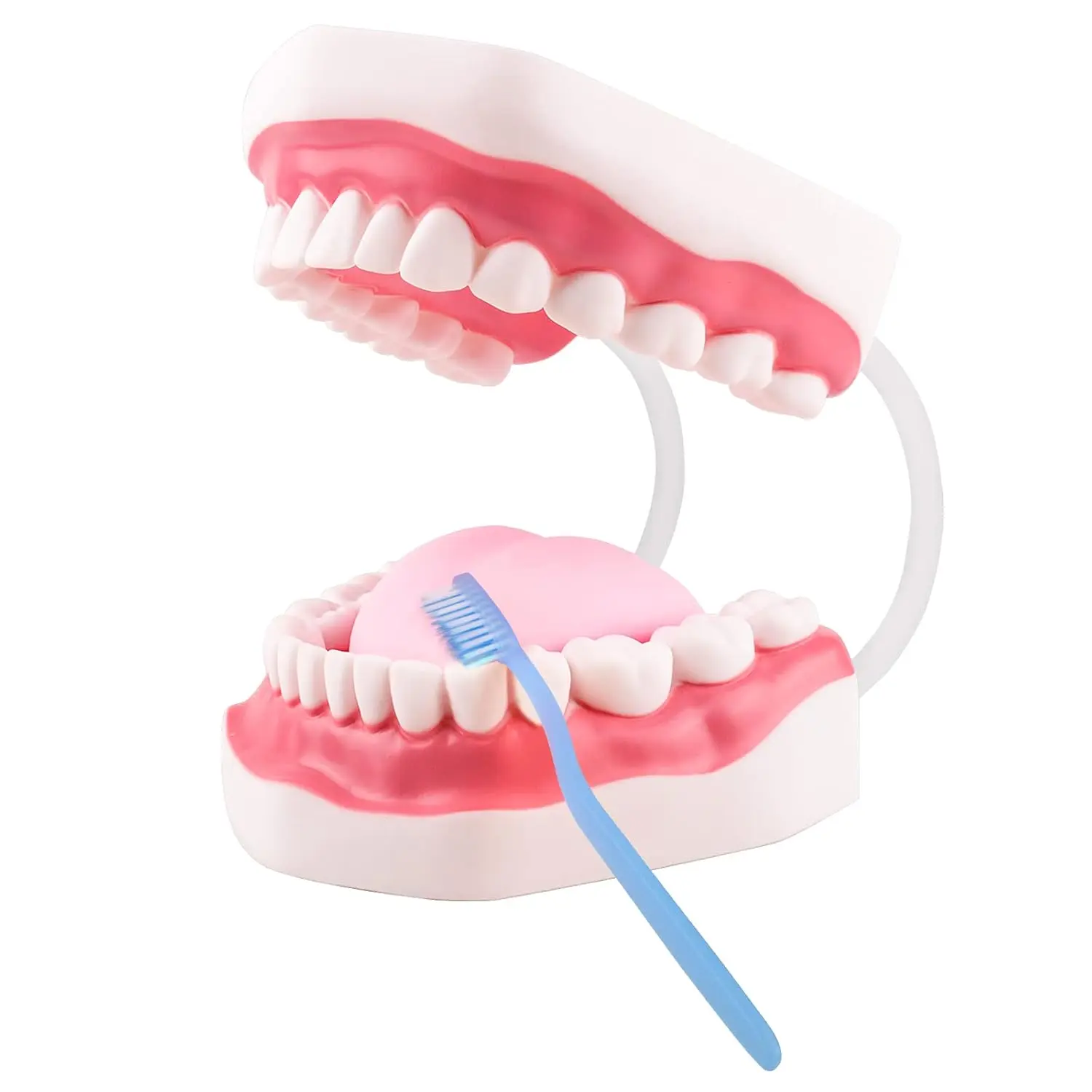6x Enlarged Plastic White Hinged Oral Mouth Model with Removable Tongue & Toothbrush - Realistic Look School Educational Supply for Speech Therapy Toys & Kids’ Dental Brushing Teaching