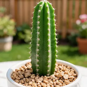 geometric sculptural cactus, Myrtillocactus Geometrizans seedlings, columnar succulent, waxy thick stems, evergreen low maintenance cactus, home desktop decor, desert garden plants, trendy houseplants