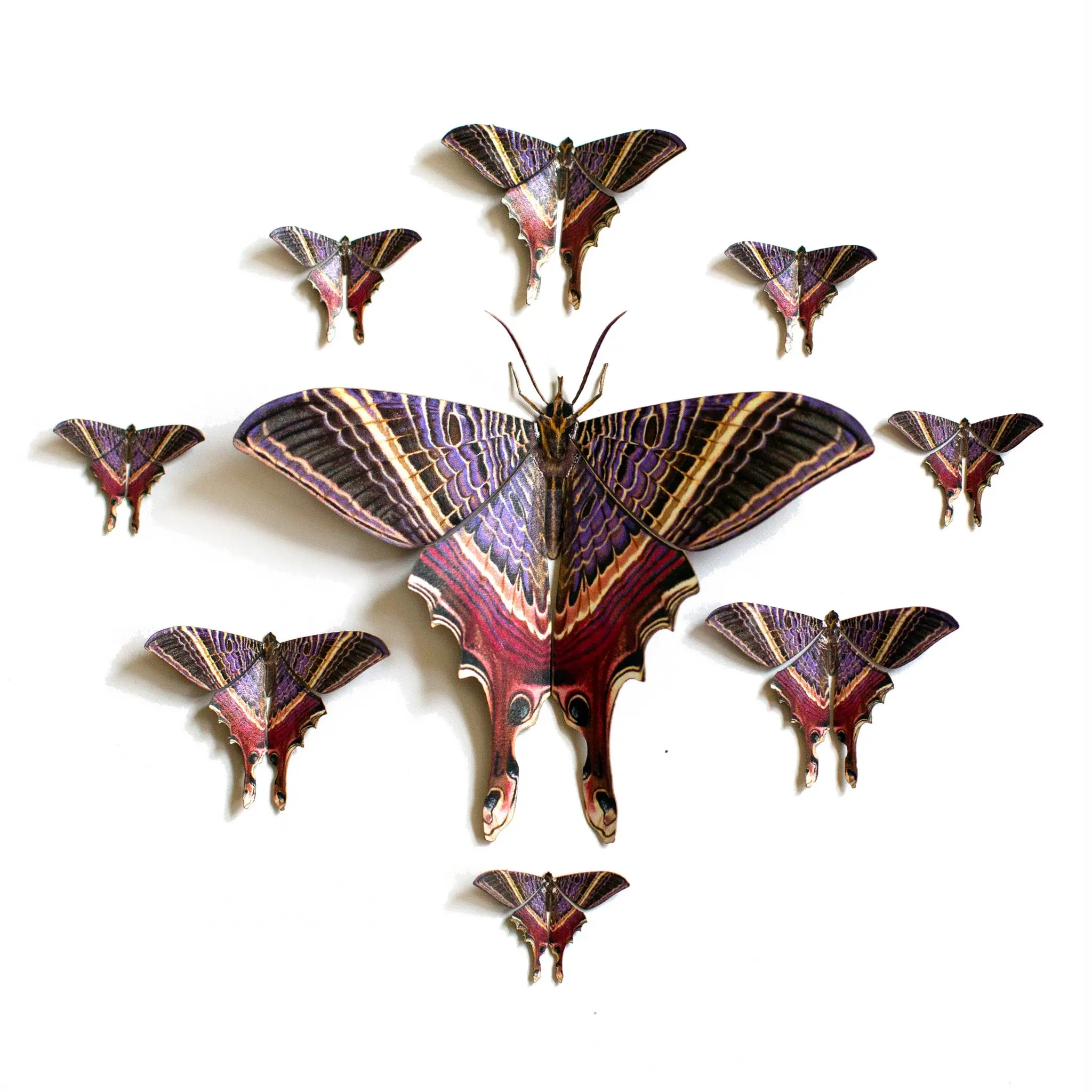 'Moon Eyetail' Moth