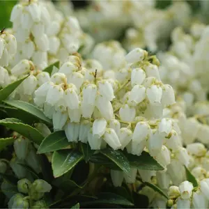 Cavatine Dwarf Pieris