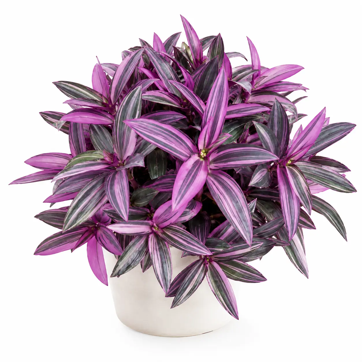 4 Unrooted Striped Pink/Green Variegated Tradescantia Tricolor (Wandering Dude) Live Cuttings - Fast-Growing Trailing Gardening Plant, Easy-To-Root Tropical House Plant for Beginners, Indoor-Outdoor Garden Supply