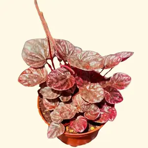 Peperomia Schumi Red in 4" Pot Live Houseplants with Deep Red to Burgundy Leaves Compact Growth Ideal for Indoor Decor