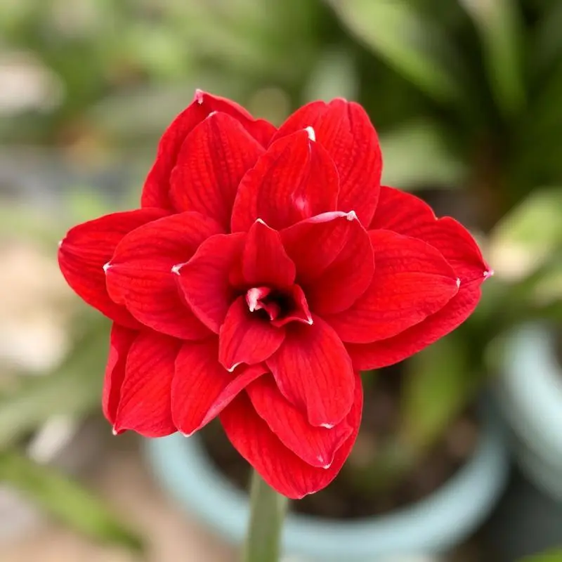 Large Bloom Double King Amaryllis Growing Supply, Low Maintenance Ornamental Material