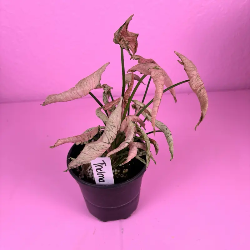 Syngonium Pink Rolli 4” | Pink Syngonium | Collector Arrowhead Plant