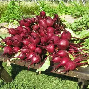 Early Wonder Heirloom Beet Seeds - Pack of 300 Seeds in Purple Packaging