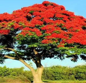 Red Flame Flamboyant Tree Flower 5 Seeds Royal Poinciana Tree Delonix Regia Tropical Flamboyant Flower Ornamental Display Lacy Feathery Leaves Showy Fruit Pods