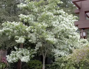 White Fringe Tree Plant in Quart Pot, 6 to 12 Inch Tall Fringe Plant for Garden, Fringe Tree Plants Live, Fringetree Starter Plant, White Flower Fringe Tree Plants