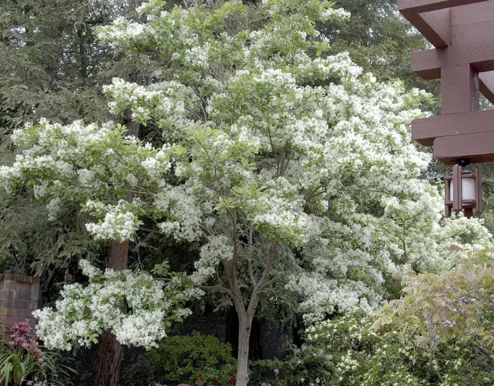 White Fringe Tree Plant in Quart Pot, 6 to 12 Inch Tall Fringe Plant for Garden, Fringe Tree Plants Live, Fringetree Starter Plant, White Flower Fringe Tree Plants