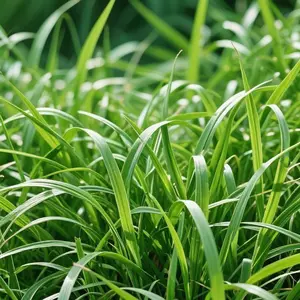 3000pcs Premium Zoysia Grass Seeds – Dense Turf for High-Traffic Areas & Pet-Friendly Lawns