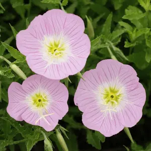 1000 Showy Evening Primrose Flower Seeds