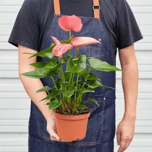 Pink Anthurium