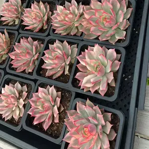 Echeveria 'Lotus Latern' Variegated Single Head (around 2.5-3'')- Bare Root Succulents - Terra Tales
