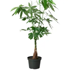212 MAIN 6 in. Pachira Braid Nursery Pot, Guiana Chestnut Money Tree, Home Improvement & Garden Supplies Planter for House Plants (Dropship Eligible)