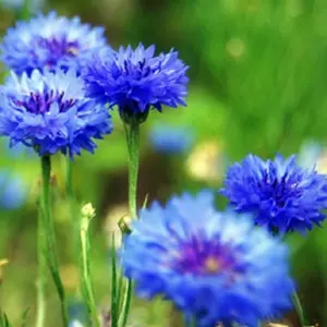 1000 Seeds of Cornflower – Bright Blooming Flowers Perfect for Garden Cultivation