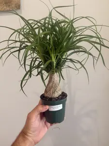 4" Beaucarnea Recurvata 'Ponytail Palm'