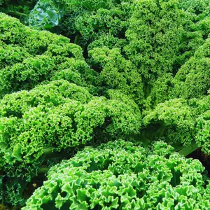 Heirloom Blue Curled Scotch Kale Seeds - Organic and Regenerative Gardening Seeds