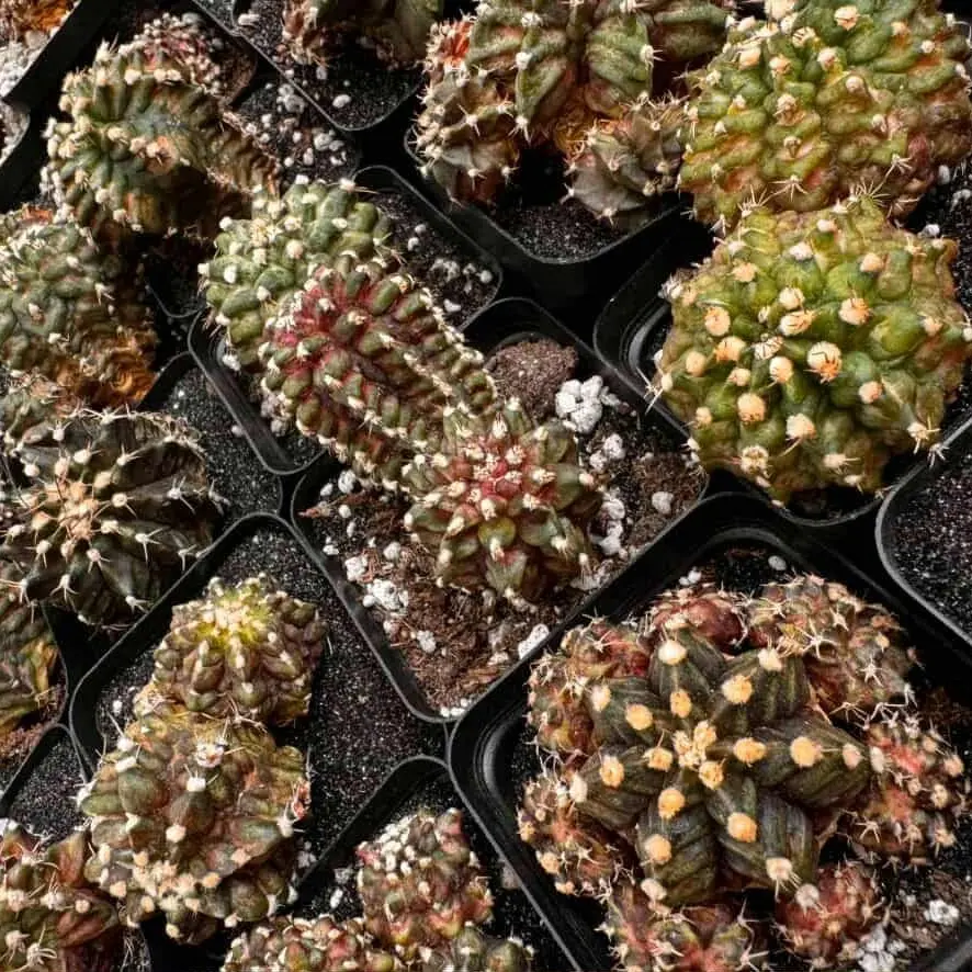 Gymnocalycium Mihanovichii "Dinosaur" Clone Succulent Plant - 2.7" Pot, House Plants for Collectors with Bold Textures, Choose Live Selection or Grower's Choice, Low Sunlight Need, Unique Texture