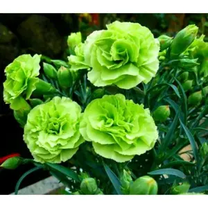 Green River 100 Bright Green Carnation Seeds - Flower Seed Pack, Fancy Carnation Seeds With Vivid Neon Tones, Perennial Flower For Borders, Containers, Garden Beds, Plant Carnation Seeds For Vibrant Garden Color