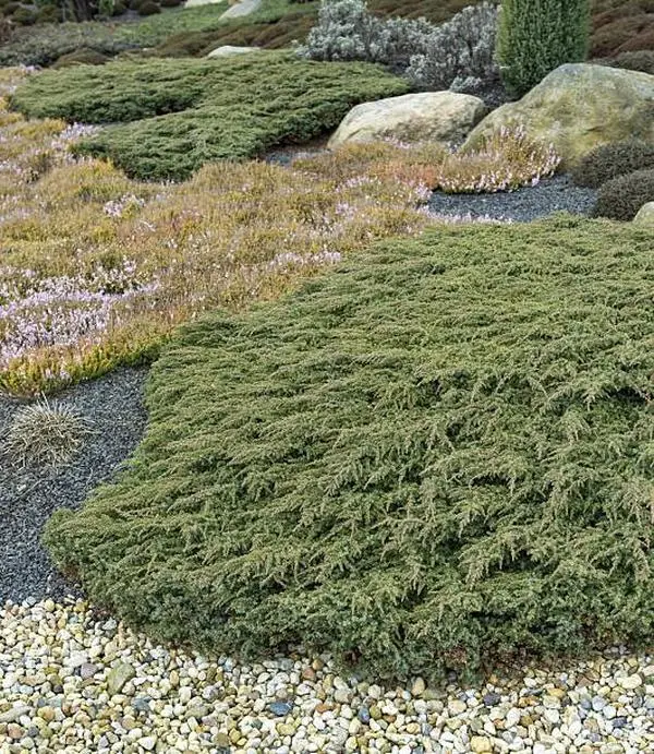 Blue Rug Juniper Live Plant Evergreen Ground Cover Landscaping