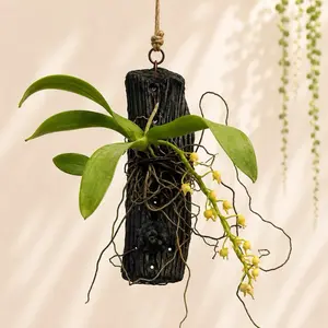 Macropodanthus alatus Live Orchid, Indoor Garden Plant for Home Improvement