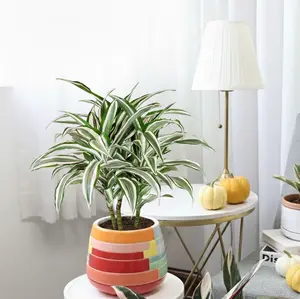 Dracaena 'Warneckii White Jewel'