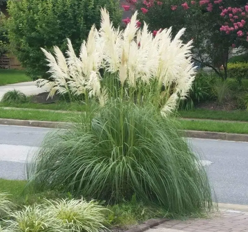 Cortaderia Pampas Dwarf Blue 4 to 6 Inch Tall