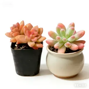 2 Inch Succulent Pair Featuring Rosy Graptosedum Alpenglow Color Changing Leaves and Blue Jelly Bean Sedum Pachyphyllum Chubby Foliage Combo